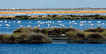 Marismas de Cádiz