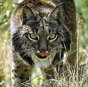 Parque Natural del Doñana