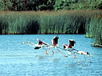 Doñana parque