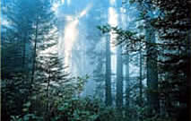 Parque de Alcornocales